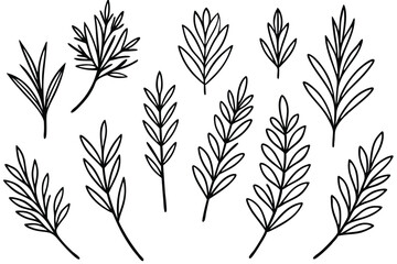 Dill Leaf Line Art Simple Sketch for Nature Inspired Artwork 