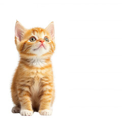 Obraz premium Adorable orange tabby kitten sitting and looking up, featuring big eyes and soft fur, perfect for animal lovers and pet enthusiasts.