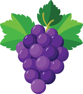 A vibrant vector of a Grapes (Angur) bunch with deep purple and green leaves, placed on a white background 
