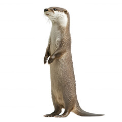 Curious otter standing upright, showcasing its playful nature on a white isolated background.