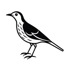 vector illustration of a eastern meadowlark bird