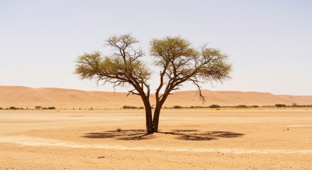 Resilient Tree Stands Alone in Arid Desert Landscape Under Pale Sky Radiating Heat
