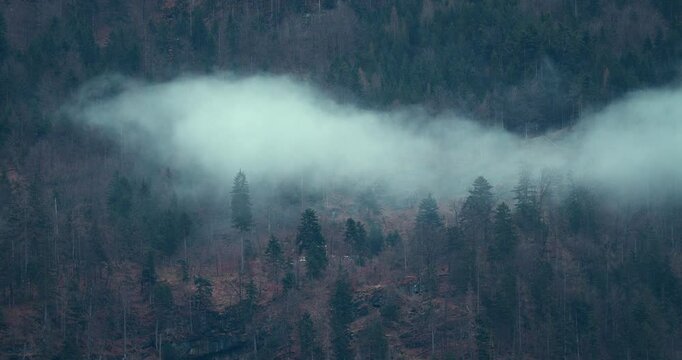 Nebel in Wald in Bergen