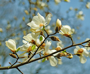 Blossoming of snow-white magnolia