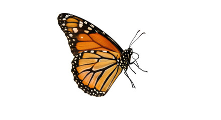 Isolated Monarch Butterfly in Detailed Wing Profile