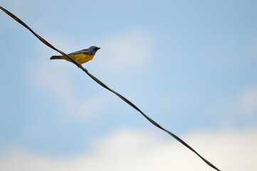 P&aacute;ssaro amarelo