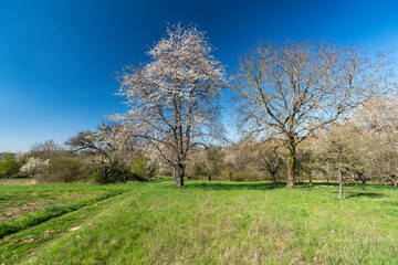 Frühling in den Streuobstwiesen