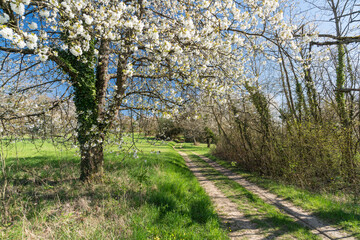 Fr&uuml;hling in den Streuobstwiesen
