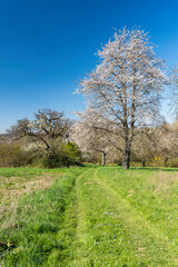 Frühling in den Streuobstwiesen
