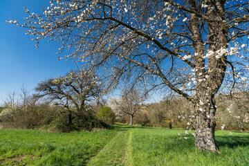 Frühling in den Streuobstwiesen