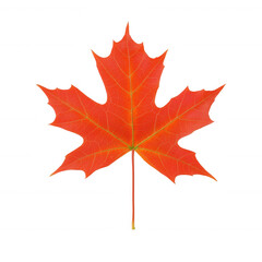 Obraz premium Vibrant red maple leaf isolated on a white background, showcasing intricate vein patterns and natural beauty, perfect for autumn-themed designs and botanical illustrations.