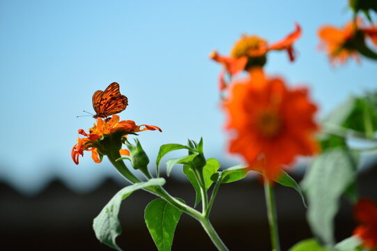 Borboleta laranja pousada em girassol mexicano