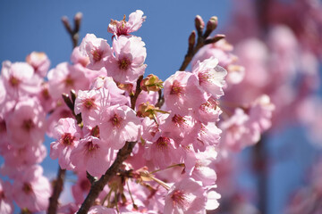 河津桜