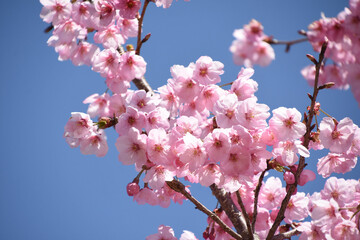 河津桜