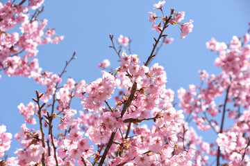 河津桜