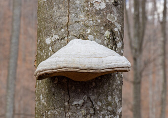 A Fomes fomentarius mushroom on the stem of a beech tree