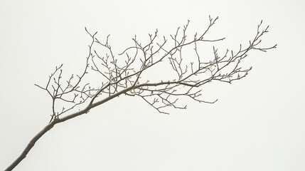Obraz premium Bare tree branch with fine twigs isolated on pale background