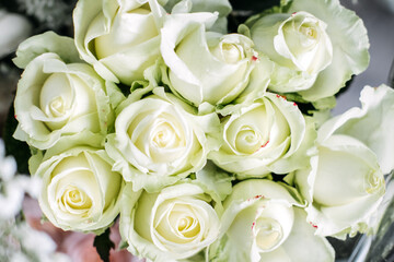 Close-up of creamy white roses in full bloom with subtle green-tinted edges. Floral purity, elegant minimalism, natural grace, timeless romance