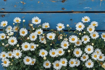 Fototapeta premium Daisies Blooming Against Weathered Blue Wooden Plank Background