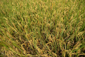 rice plants before the harvest season during the day. lush paddy fields when farmers harvest rice plants. Rice fields farm during the day.