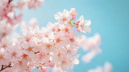 Obraz premium Spring Cherry Blossoms against a clear sky; perfect for nature or spring themes