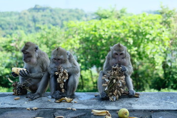 Macaca fascicularis (long-tailed monkey) or monkey in the jungle, Close up detail of long tailed monkey. Long-tailed macaque is eating