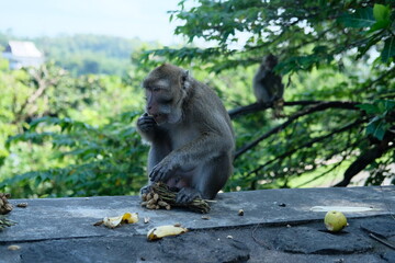 Macaca fascicularis (long-tailed monkey) or monkey in the jungle, Close up detail of long tailed monkey. Long-tailed macaque is eating