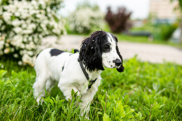 Adorable Black and White Spaniel Puppy Standing on Green Grass in Spring Garden