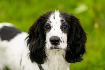 Cute Spaniel Puppy Sitting in the Grass and Looking Straight at Camera