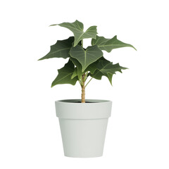 Obraz premium Lush Green Indoor Plant in White Pot for Home and Office Decoration and Natural Atmosphere