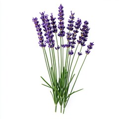 Fototapeta premium Lavender sprigs isolated on white, symbolizing relaxation and aromatherapy, perfect for wellness retreats and Mother's Day