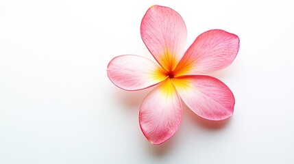 Single Pink Plumeria Flower on White Background