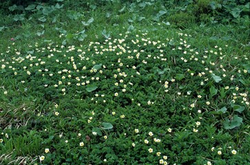 Geum pentapetalum, Chinguruma, alpine plants in Akita-komagatake, Japan