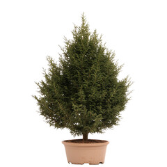 Fototapeta premium Green Potted Tree with Dense Foliage Ideal for Indoor and Outdoor Decoration and Landscaping