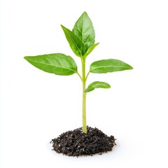 Sprouting green seedling in soil, symbol of growth and renewal, perfect for Earth Day or Arbor Day themes