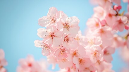 Close-up of delicate pink cherry blossoms against a light blue sky. Possible use Springtime nature