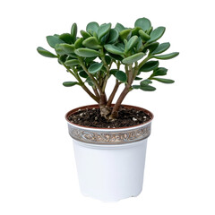 Fototapeta premium Green Jade Plant in Decorative Pot with Soil and Roots, Indoor Planting for Home Decor