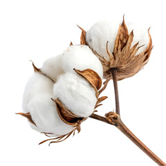 cotton buds isolated on white background