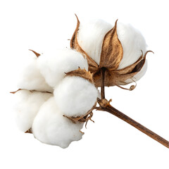 cotton buds on white