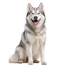Fototapeta premium A cheerful Siberian Husky sitting gracefully against a white isolated background, showcasing its striking blue eyes and thick, fluffy coat, exuding an aura of friendliness.