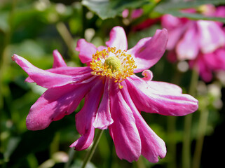 Obraz premium -Anemone mit KI erstellt und bearbeitet