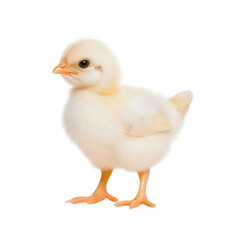 A cute, fluffy yellow chick standing on a white isolated background, showcasing its delicate features and bright eyes, perfect for various creative projects.