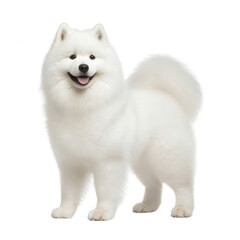 Obraz premium A fluffy white Samoyed dog standing proudly, looking friendly with a joyful expression. The dog has a thick coat and a bushy tail, showcasing its playful and adorable nature.