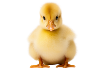 A fluffy yellow duckling standing on its tiny orange webbed feet, Isolated on white background