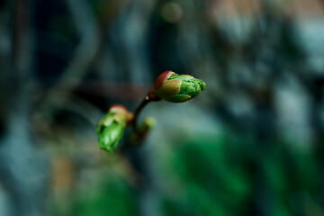 blossoming leaves in spring