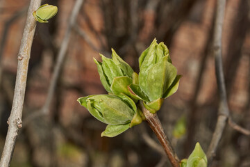Lilac buds are blooming. Lilac buds (Latin Syringa vulgaris) in the rays of the spring sun. Spring.