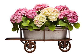 vintage metal garden cart carrying vibrant potted shrubs with delicate hydrangea blossoms Isolated on white background