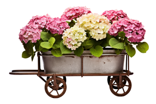 vintage metal garden cart carrying vibrant potted shrubs with delicate hydrangea blossoms Isolated on white background