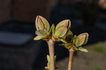 Lilac buds are blooming. Lilac buds (Latin Syringa vulgaris) in the rays of the spring sun. Spring.