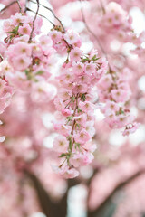 Obraz premium Sakura blossoms in spring